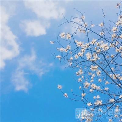 塔塔传奇手游官方下载